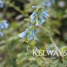 Salvia bullulata pale blue-flowered