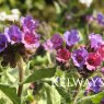 Pulmonaria 'Diana Clare'