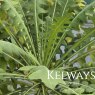 Sonchus fruticosus (3 litre pot)