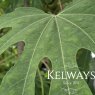 Fatsia polycarpa