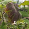 Roldana petasitis (3 litre pot)