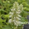Agastache rugosa f. albiflora 'Alabaster'