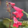 Penstemon 'Schoenholzeri'