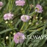 Gypsophila repens 'Rosea'