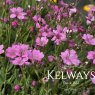 Gypsophila repens 'Rosea' (2 litre pot)