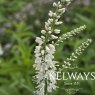 Veronica longifolia 'Alba'