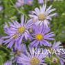 Aster x frikartii 'Wunder von Stafa'