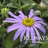 Aster x frikartii 'Wunder von Stafa'