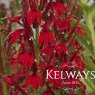 Lobelia cardinalis