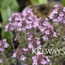 Thymus 'Peter Davis' (9cm pot)