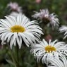 Erigeron 'Sommerneuschnee'