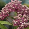 Asclepias incarnata 'Soulmate'