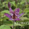 Tricyrtis formosana 'Dark Beauty'