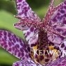 Tricyrtis formosana 'Dark Beauty'