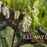 Chloranthus sessilifolius 'Domino' (3 litre pot)