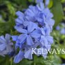 Plumbago auriculata