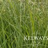 Carex 'Kyoto'