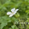 Geranium robertianum 'Celtic White' (9cm pot)