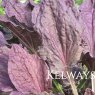 Plantago major 'Rubrifolia'