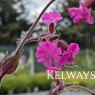 Silene dioica 'Purple Prince'