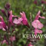 Salvia 'Tutti Frutti'
