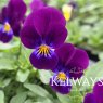Viola 'Prince Henry' (T) (9cm pot)