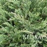 Juniperus horizontalis 'Prince of Wales'