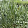 Lavandula latifolia (9cm pot)