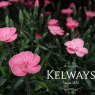 Dianthus PEACH PARTY ('Kledg18305' PBR) (pt)