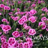 Dianthus PINK KISSES ('Kledg12163' PBR) (pt)