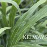Pteris umbrosa