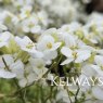 Arabis alpina subsp. caucasica 'Schneehaube' (9cm pot)