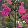 Salvia 'Penny's Smile'