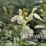 Salvia 'Clotted Cream'