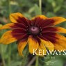 Rudbeckia hirta