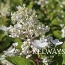 Hydrangea paniculata Confetti ('Vlasveld 02' PBR)