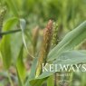 Panicum 'Sprinkles' (9cm pot)