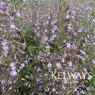 Calamintha nepeta subsp. nepeta 'Blue Cloud' (9cm pot)