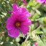 Cistus x pulverulentus 'Sunset' (5 litre pot)