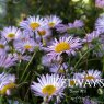 Erigeron karvinskianus 'Lavender Lady' (2 litre pot)