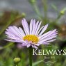 Erigeron karvinskianus 'Lavender Lady' (2 litre pot)