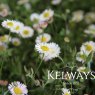Erigeron karvinskianus (9cm pot)
