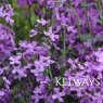 Hesperis matronalis (2 litre pot)