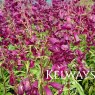 Penstemon 'Pensham Plum Jerkum' (Pensham Series) (2 litre pot)