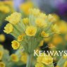 Primula veris (Pr) (2 litre pot)