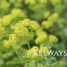 Alchemilla mollis (2 litre pot)
