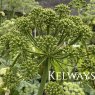 Angelica archangelica (5 litre pot)