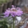 Scabiosa columbaria (2 litre pot)