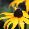 Rudbeckia fulgida var. sullivantii 'Goldsturm' (2 litre pot)