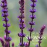 Salvia nemorosa 'Caradonna' (2 litre pot)